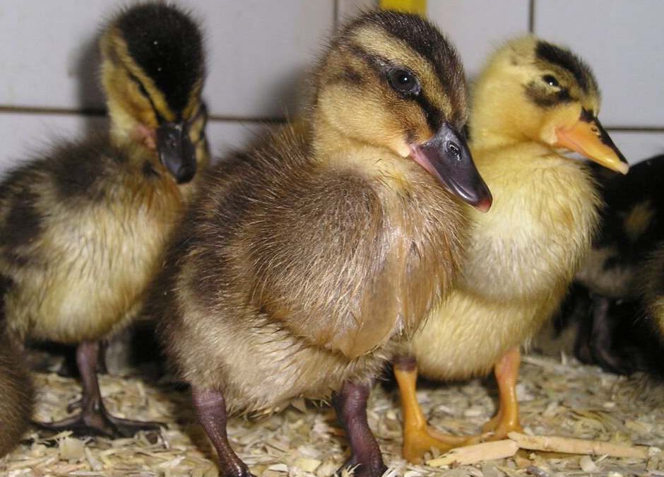 Jonge vogels op de opvang