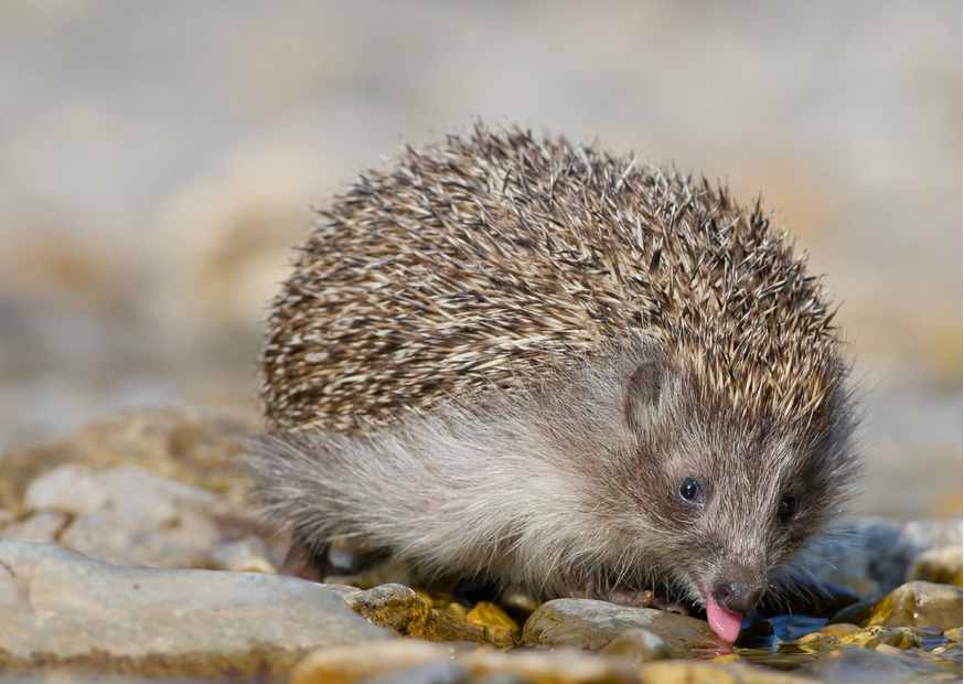 Wat kun je doen voor de dieren als het warm/heet is?