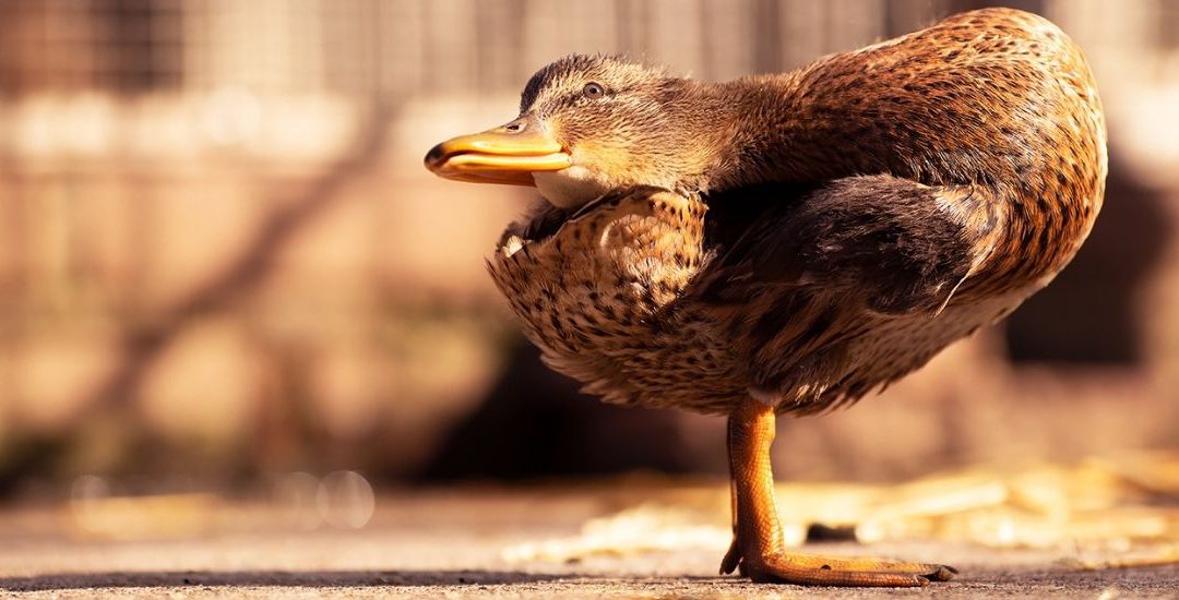 Vogelgriep