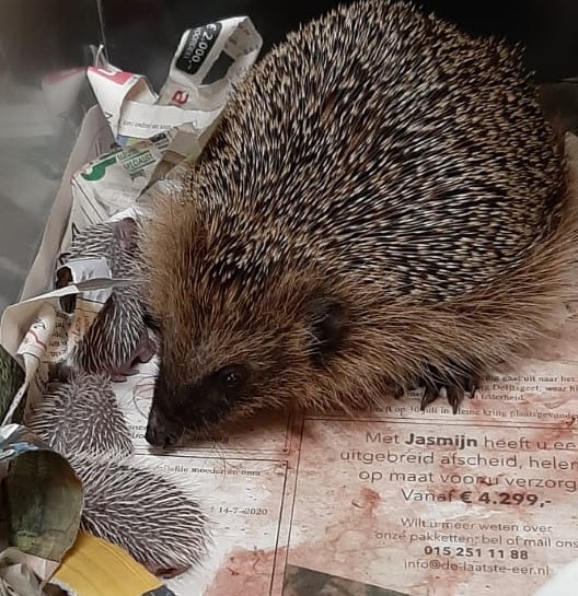Ik zie een egel in mijn tuin: wat moet ik doen?